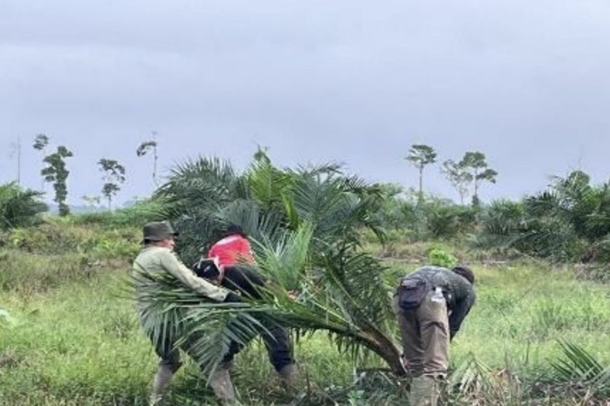 贝尔巴克-森美朗公园清理了98.8公顷非法棕榈油