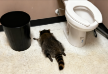 浣熊偷酒醉倒爆红 竟被曝是“三进宫”惯犯