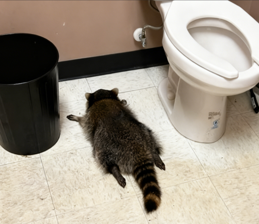 浣熊偷酒醉倒爆红 竟被曝是“三进宫”惯犯