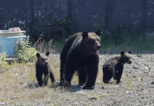 熊害频发!日本催生“熊害险”
