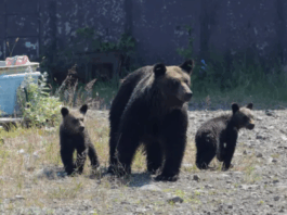 熊害频发!日本催生“熊害险”