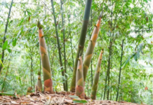 【大美广东·中印尼双语】(Bilingual Cina dan Indonesia)清远麻竹笋,从“山中珍馐”到“百亿集群”