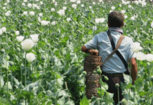 联合国警告:缅甸罂粟种植面积创10年新高