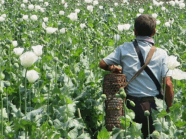 联合国警告:缅甸罂粟种植面积创10年新高