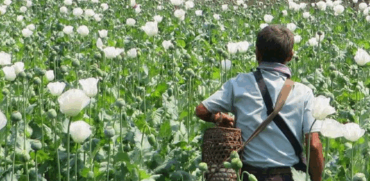 联合国警告:缅甸罂粟种植面积创10年新高