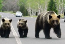 日本今年2万余起“熊出没”:200多人受伤13人死亡 ,旅游业受重创
