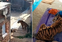 老虎进村袭人还上床休息