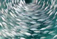 河道突现密集鱼群 网民忧地震前兆