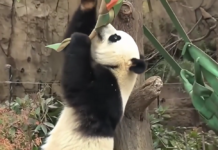 最后两只大熊猫将归国 日本告别预约爆满