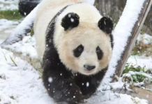 中方回应日本盯上在台湾的大熊猫:痴人说梦