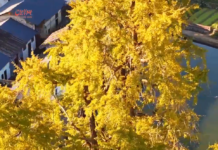 【大美广东·中印尼双语】(Bilingual Cina dan Indonesia)阳山小江镇的银杏之旅