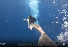 【大美广东·中印尼双语】(Bilingual Cina dan Indonesia)深蓝涅槃:“美人鱼”成长记