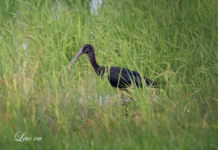 【大美广东·中印尼双语】(Bilingual Cina dan Indonesia)候鸟迁徙高峰来了!广东多地刷新珍稀鸟类观测纪录