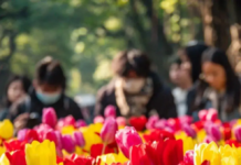 【大美广东·中印尼双语】(Bilingual Cina dan Indonesia)广州好大一片郁金香花海,地铁直达,速来!