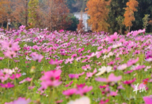 【大美广东·中印尼双语】(Bilingual Cina dan Indonesia)云浮郁南大河湿地格桑花海正盛