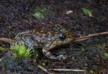 【大美广东·中印尼双语】(Bilingual Cina dan Indonesia)广州流溪河成“两栖乐园”,珍稀物种频频亮相