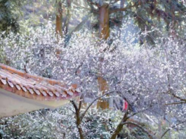 【大美广东·中印尼双语】(Bilingual Cina dan Indonesia)韶关南雄梅关古道寒梅初绽引客来