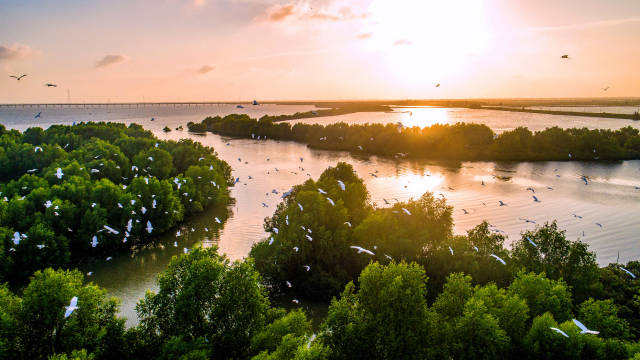 美丽红树林。来源：视觉中国