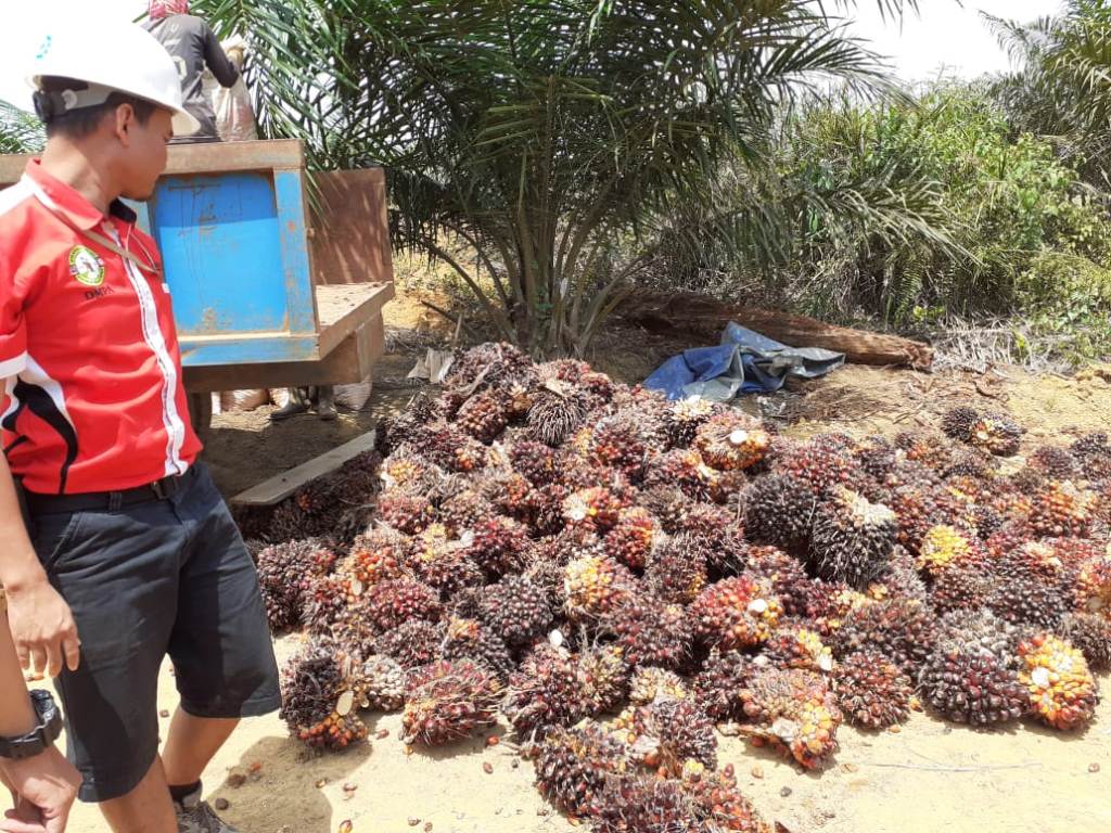 中印尼推进低碳棕榈油产业合作