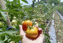 印尼合作社部推动中国国际商会参与红白村合作社建设 聚焦农业设备合作