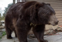 500斤大黑熊“霸占”地下室数月 屋主不堪其扰