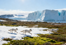 白宫官员质疑丹麦对格陵兰岛的控制权