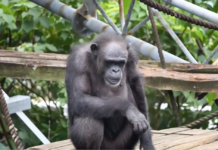 49岁“天才黑猩猩”去世 能认字识数找钥匙开锁