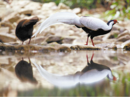 BBC documentary captures Guangdong’s wild side