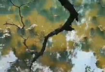 【大美广东·中印尼双语】(Bilingual Cina dan Indonesia)谁在麓湖公园打翻了调色盘?