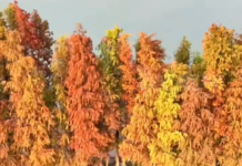 【大美广东·中印尼双语】(Bilingual Cina dan Indonesia)冬日限定的“焦糖色浪漫”,落羽杉已进入最佳观赏期