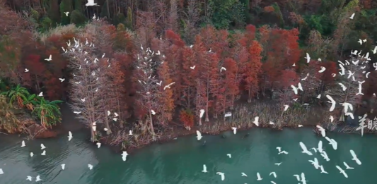 【大美广东·中印尼双语】(Bilingual Cina dan Indonesia)坦洲栖羽,各生欢喜|岭南行记