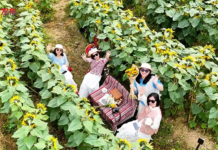 【大美广东·中印尼双语】(Bilingual Cina dan Indonesia)春日限定!广州从化鳌头镇近百亩金色花海盛放