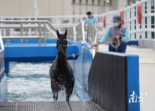 香港赛马在从化马场游泳。南方+记者 钟志辉 摄
