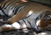 72多只老虎集体死亡 猫细小病毒为元凶