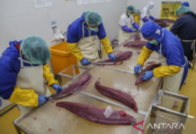 印尼57家水产企业获对华土出口资质 扩大渔业出口版图