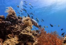 我国科研团队发现海洋“隐形黄金”