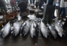 巴布亚金枪鱼出口美国 国际标准护航全球市场