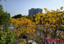 【大美广东·中印尼双语】(Bilingual Cina dan Indonesia)深圳西乡限定,六公里金色花海如约而至!