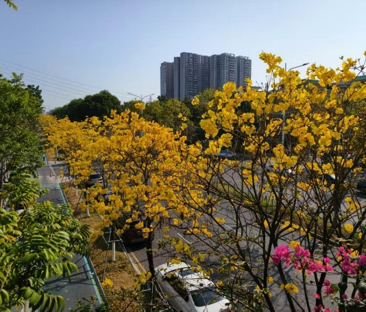 【大美广东·中印尼双语】(Bilingual Cina dan Indonesia)深圳西乡限定,六公里金色花海如约而至!