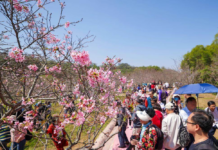 【大美广东·中印尼双语】(Bilingual Cina dan Indonesia)第四届广州南沙樱花节盛大启幕