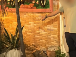 外籍情侣公然在芭提雅酒店门口神龛旁“嘿咻”