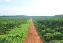 伊朗冲突推高大宗商品价格 印尼迎出口利好并灵活调控产量