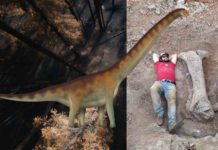 体长约20公尺 巴西发现新巨型恐龙