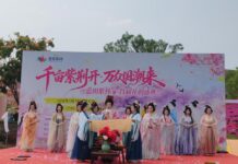 千亩紫荆绽芳华 国潮雅集启新篇 蓝田紫林首届花朝盛典艳丽登场