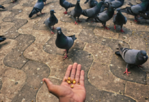 新加坡喂鸽被罚款 半数退休人士