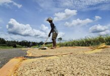 强调粮食安全关键地位 农长称我国成全球粮食领域参考国