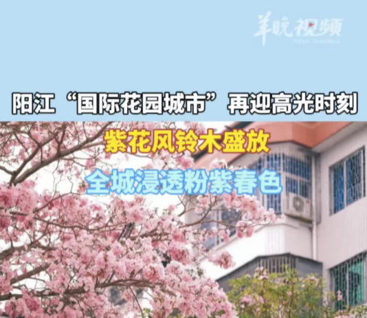 【大美广东·中印尼双语】(Bilingual Cina dan Indonesia)紫花风铃木盛放,广东阳江浸透粉紫春色