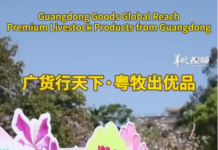 【大美广东·中印尼双语】(Bilingual Cina dan Indonesia)“广货行天下·粤牧优品”文明集市促消费活动启动