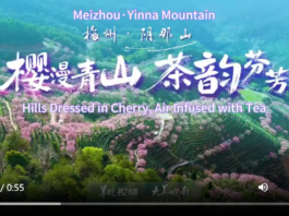 【大美广东·中印尼双语】(Bilingual Cina dan Indonesia)大美岭南 | 梅州阴那山:樱漫青山 茶韵芬芳