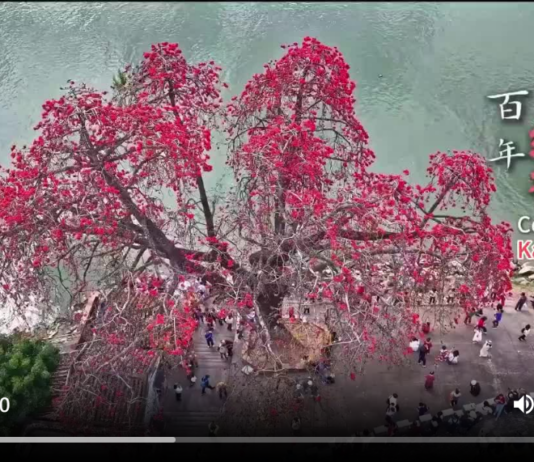 【大美广东·中印尼双语】(Bilingual Cina dan Indonesia)古渡繁花 |大美岭南·春满百千万